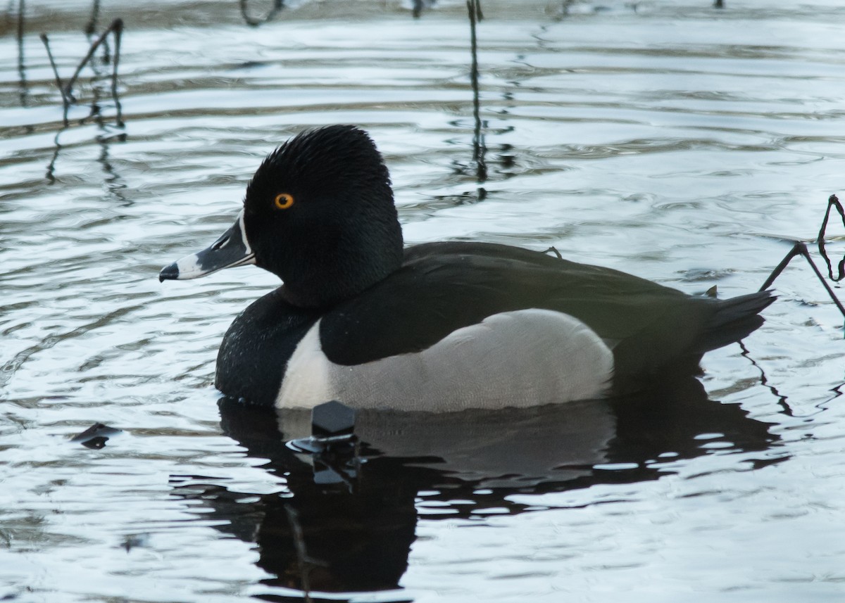 Ring-necked Duck - ML617265236