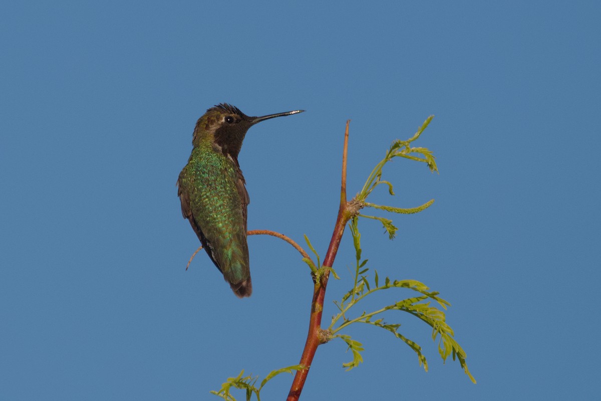 Anna's Hummingbird - ML617265247