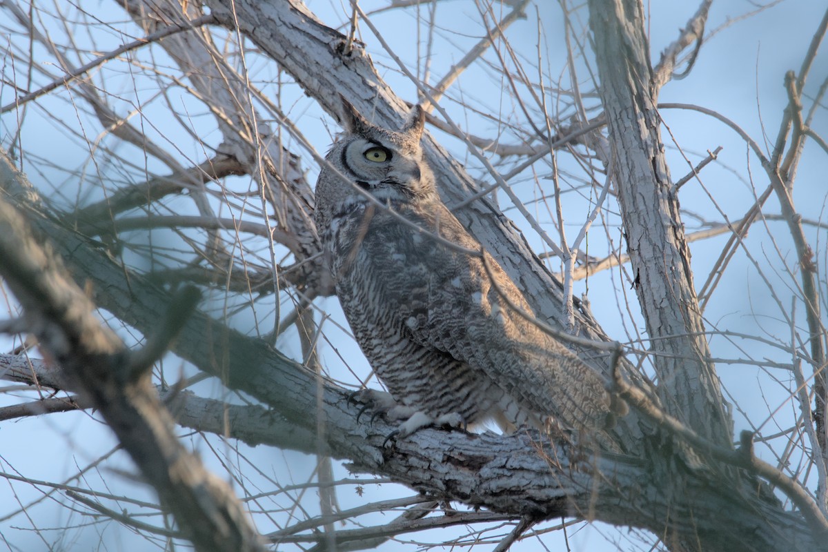 Great Horned Owl - ML617265258