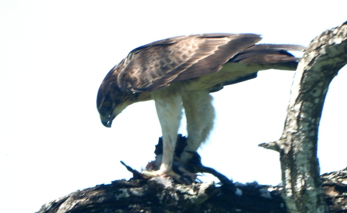 Ayres's Hawk-Eagle - ML617265289