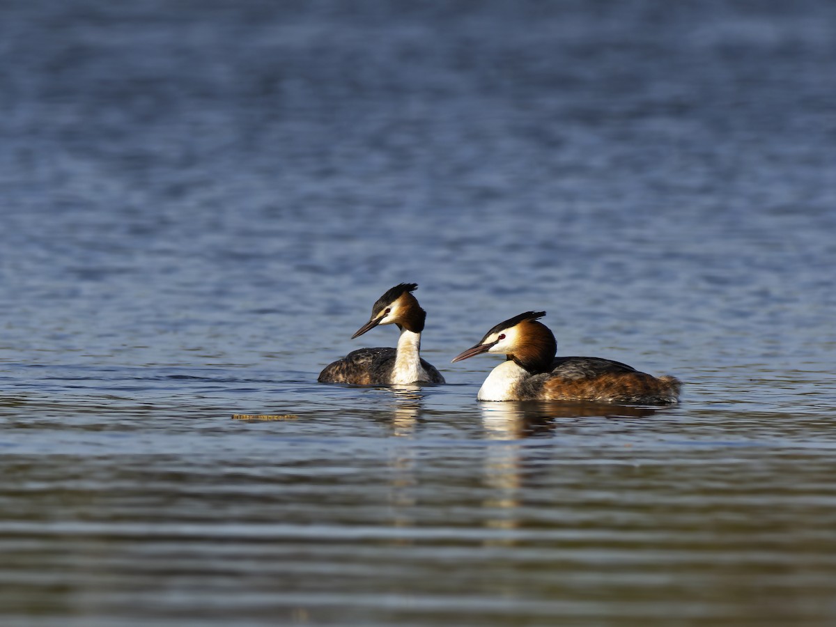 Great Crested Grebe - ML617265311