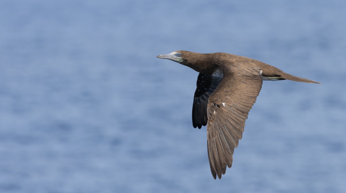 Brown Booby - ML617265355
