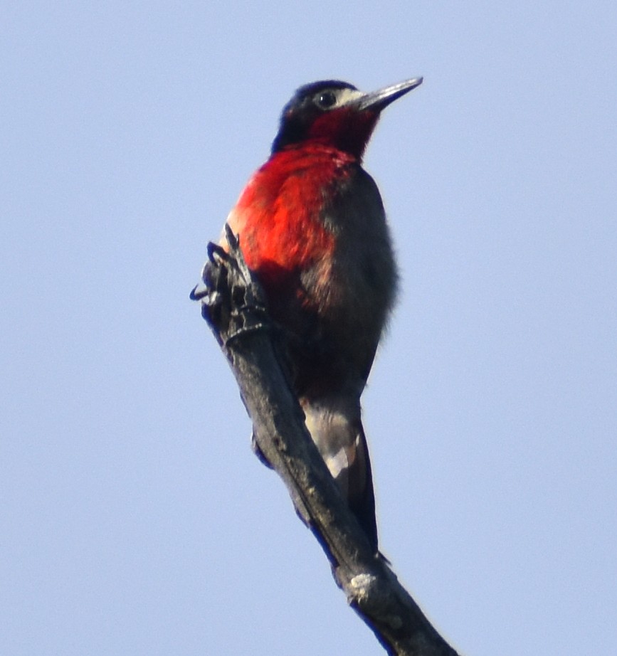 Puerto Rican Woodpecker - ML617265373