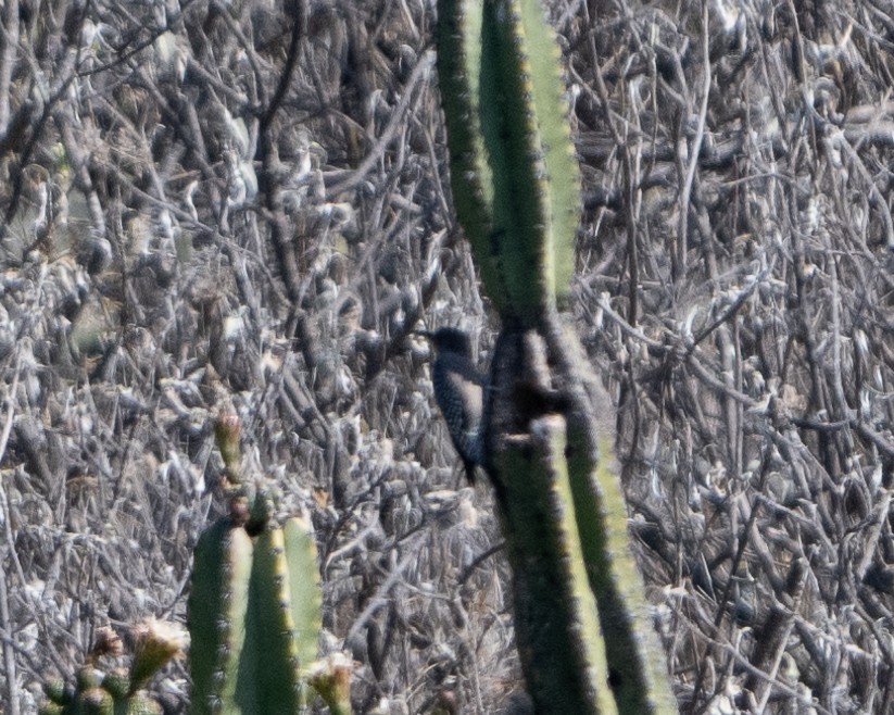 Gray-breasted Woodpecker - ML617265416