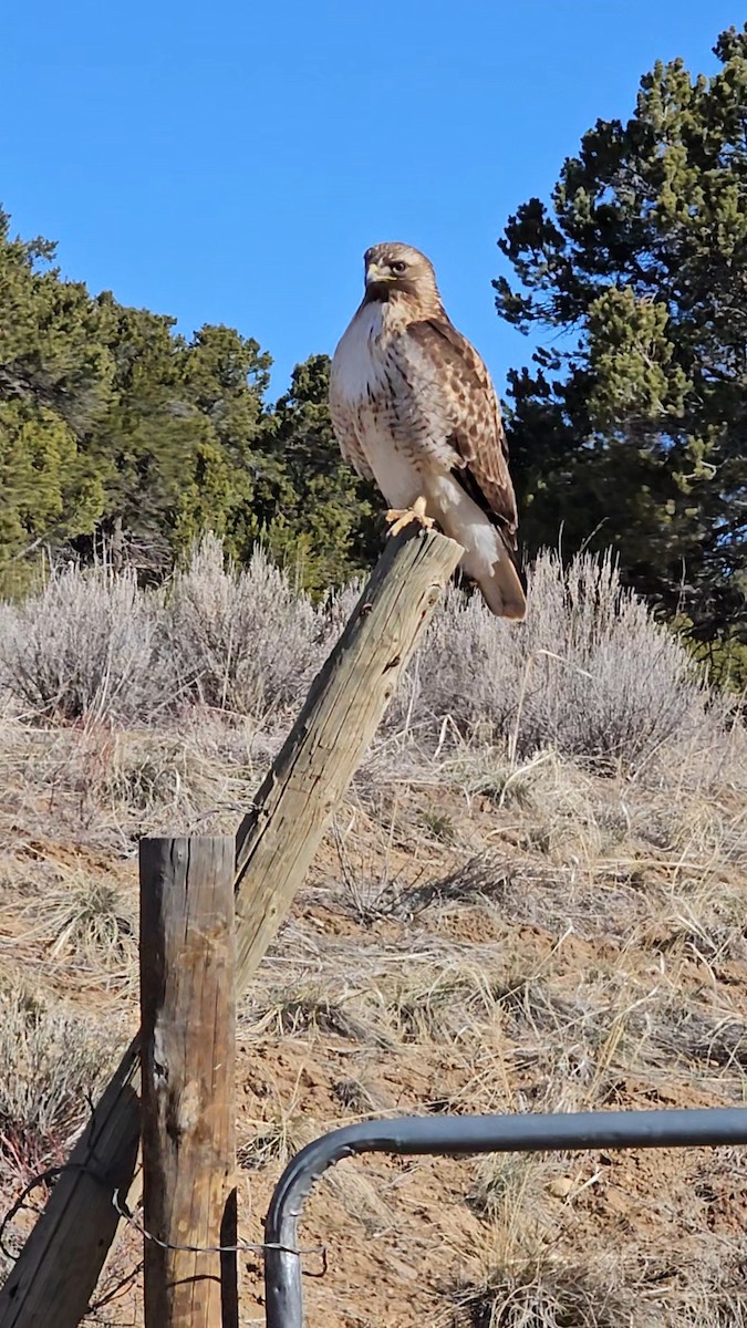Red-tailed Hawk - ML617265433