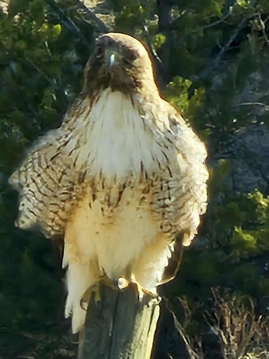 Red-tailed Hawk - Alana Stevenson