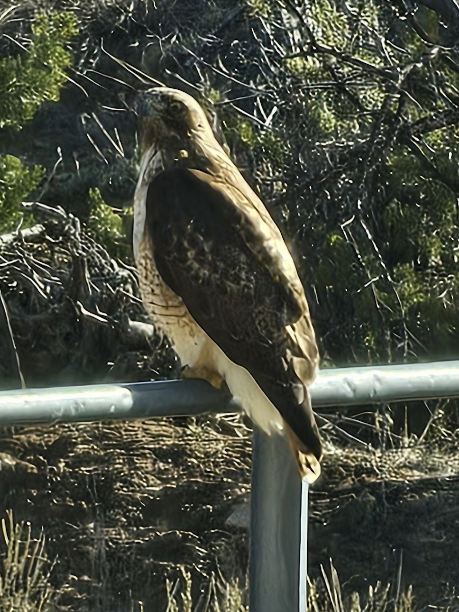 Red-tailed Hawk - Alana Stevenson