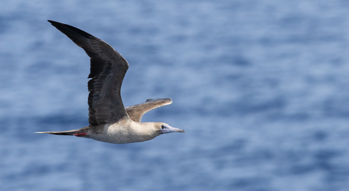 Red-footed Booby - ML617265445