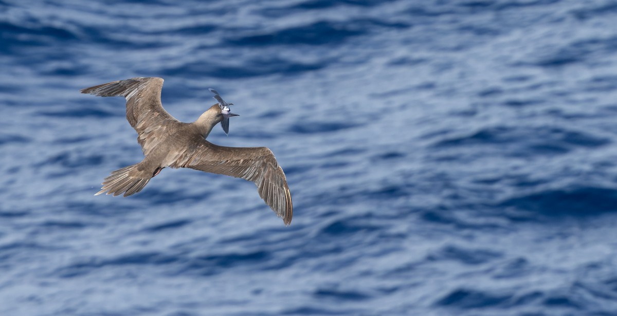 Red-footed Booby - ML617265446