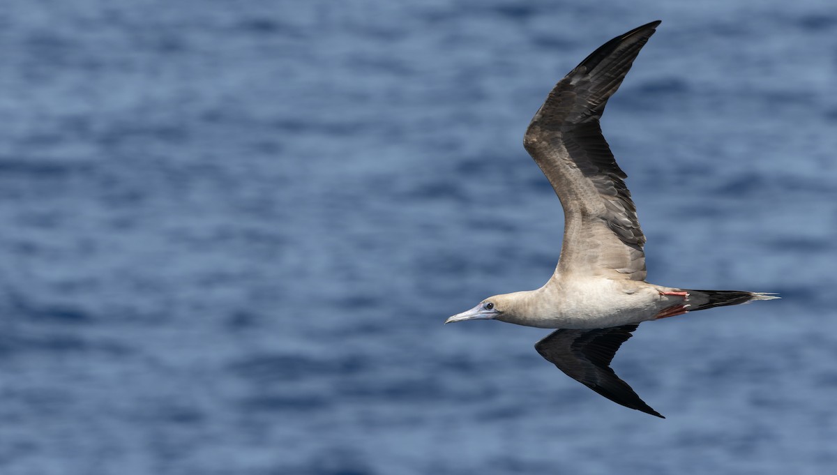 Red-footed Booby - ML617265475