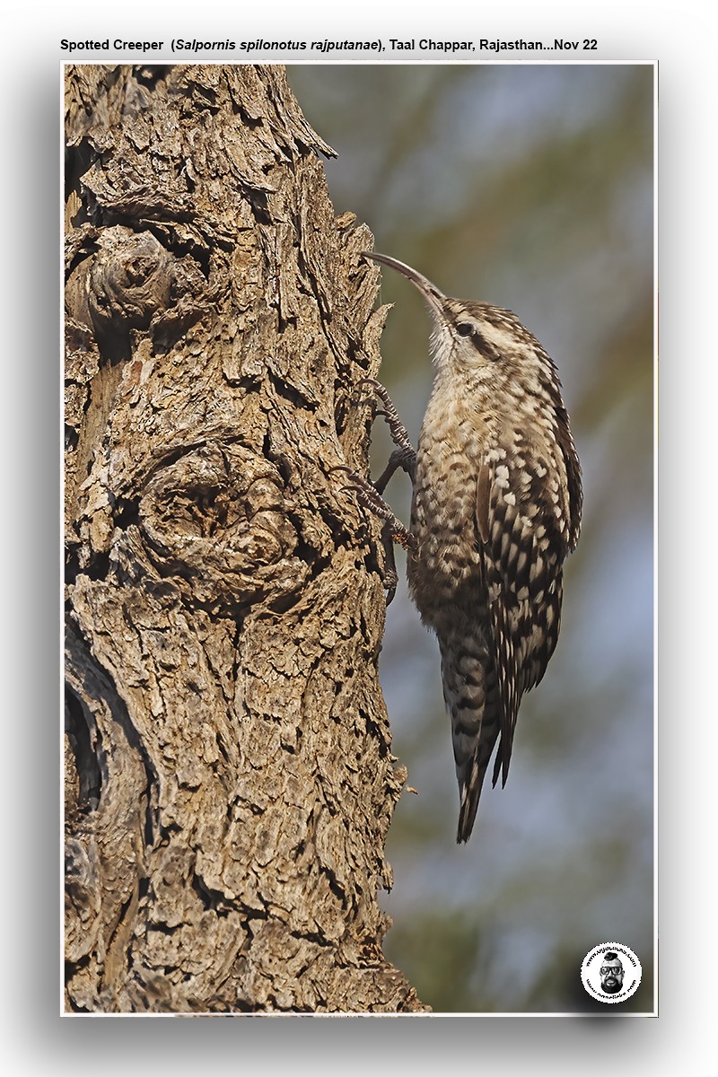 Indian Spotted Creeper - ML617265514