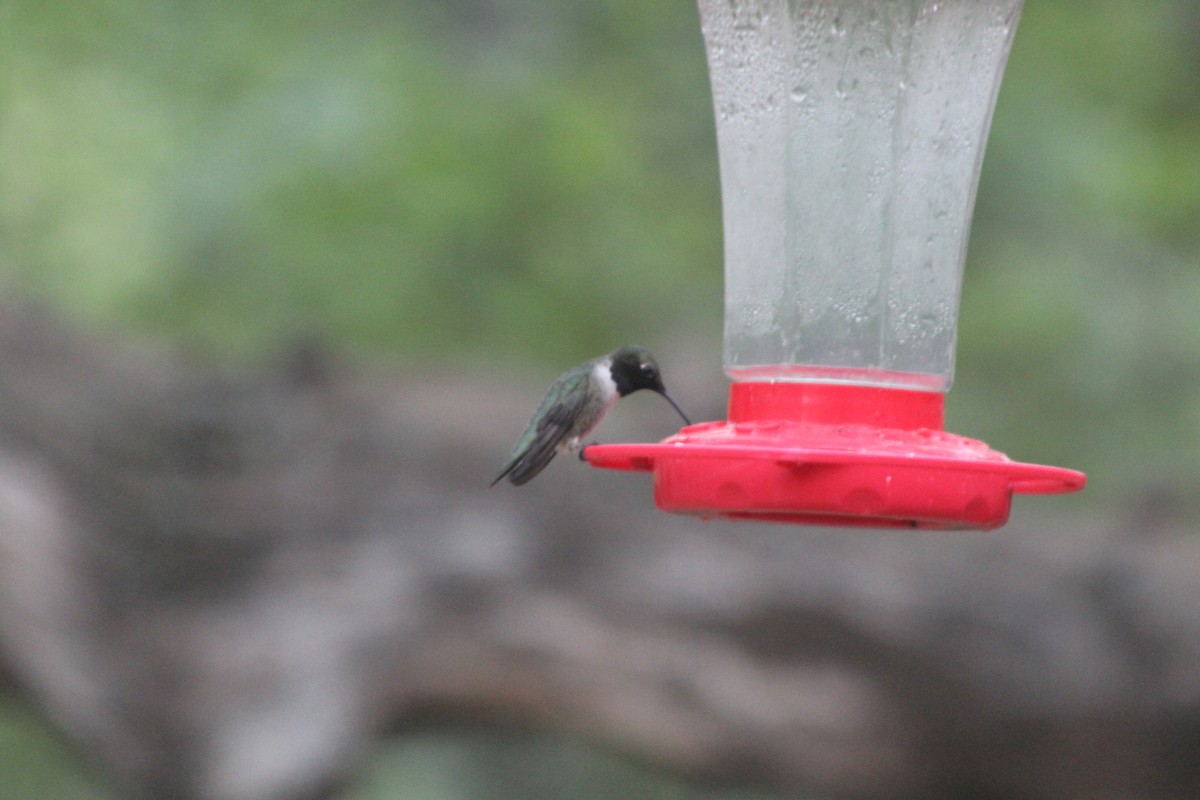 Black-chinned Hummingbird - ML617265515