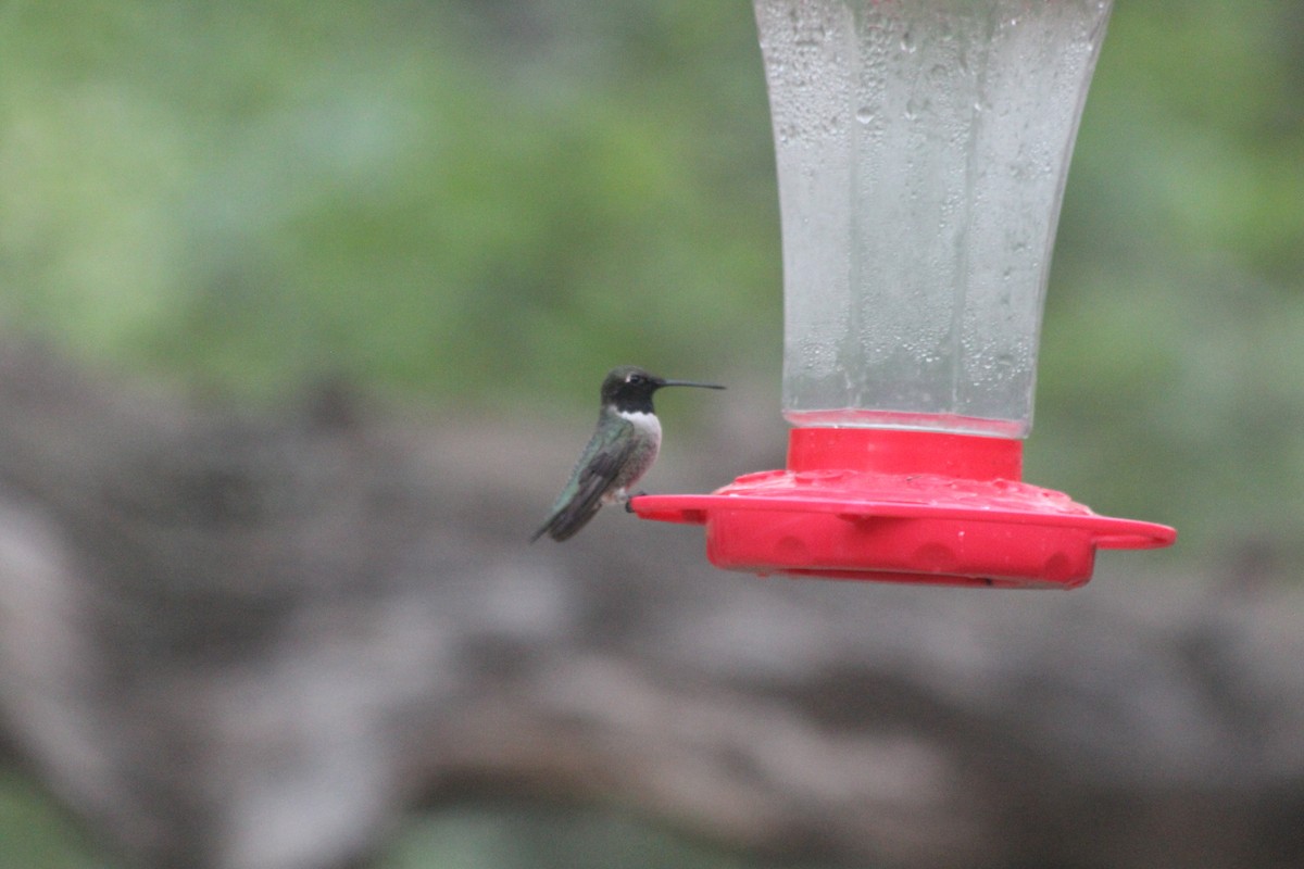 Black-chinned Hummingbird - ML617265516