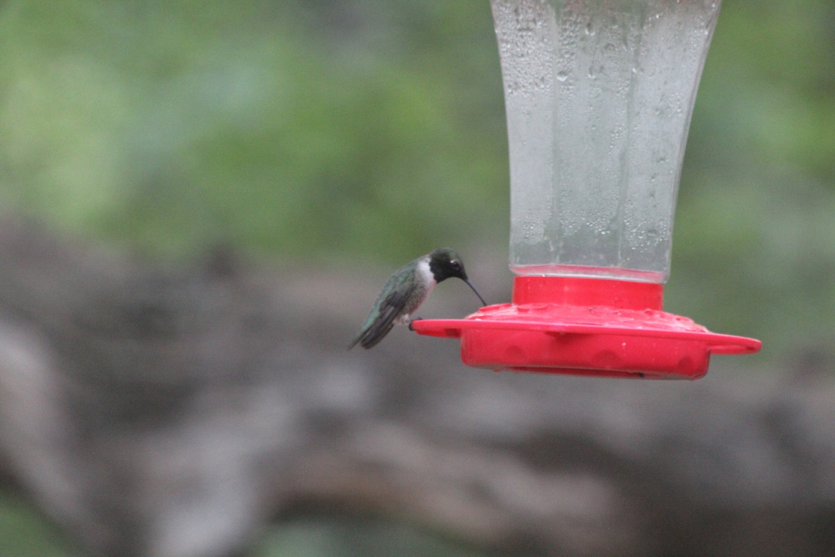 Black-chinned Hummingbird - ML617265517