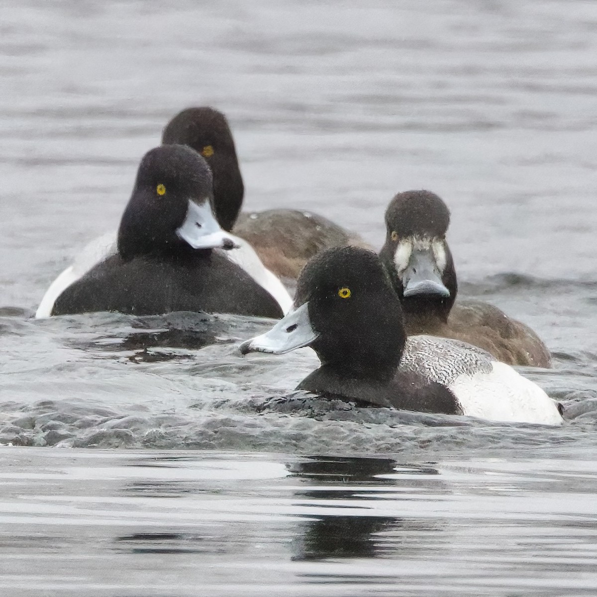 Greater Scaup - ML617265542