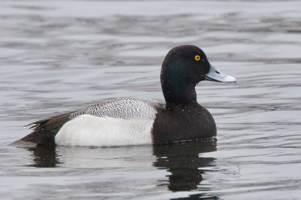 Greater Scaup - ML617265543