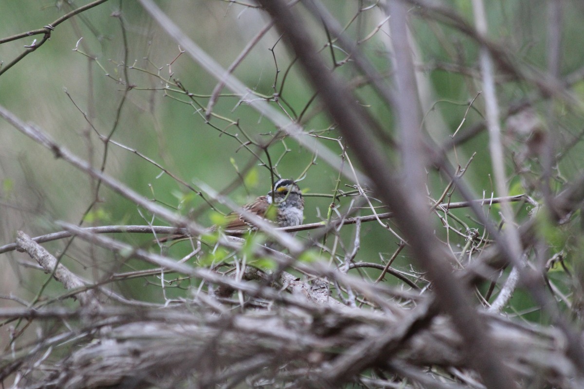 White-throated Sparrow - ML617265613