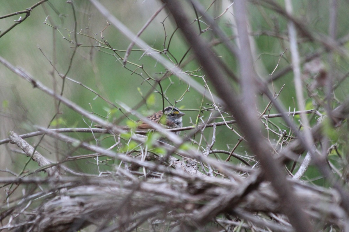 White-throated Sparrow - ML617265614