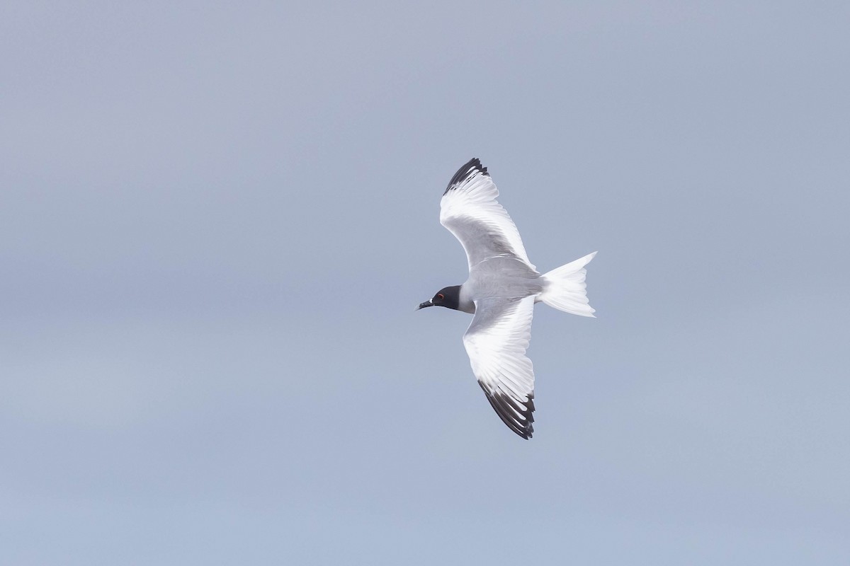 Swallow-tailed Gull - ML617265689