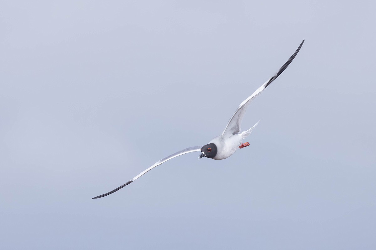 Swallow-tailed Gull - ML617265690