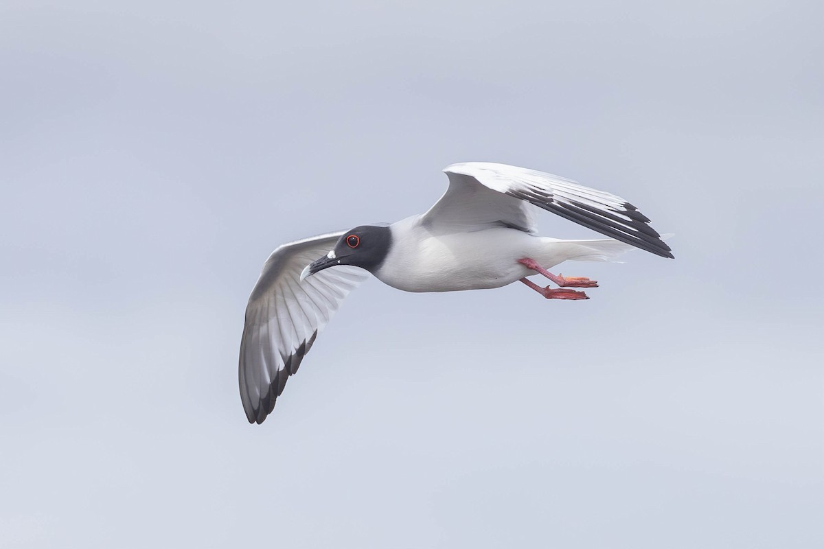 Swallow-tailed Gull - ML617265691