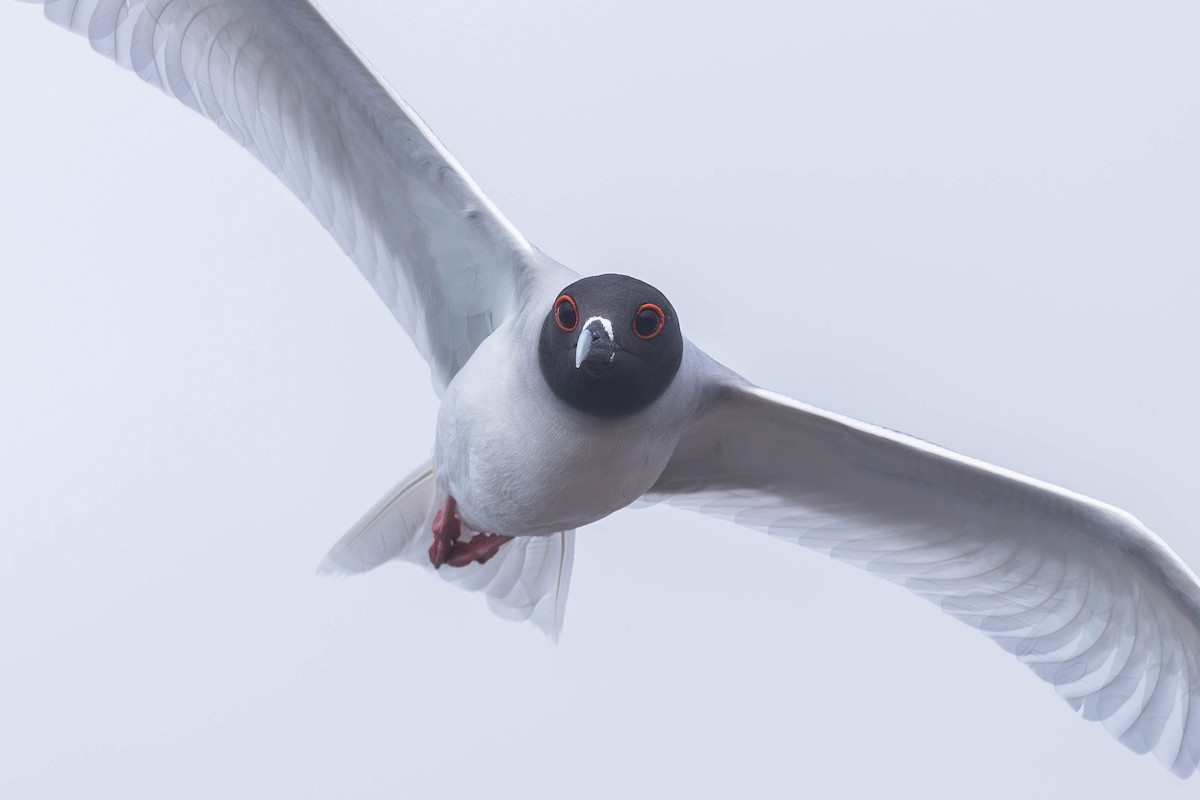 Swallow-tailed Gull - ML617265699
