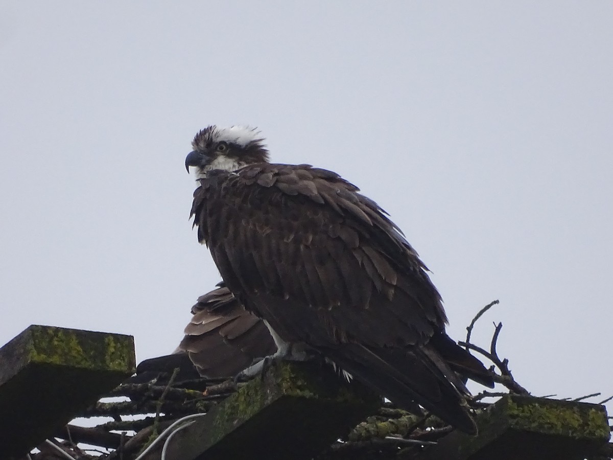 eBird Checklist - 12 Apr 2024 - RCMP Station - 3 species