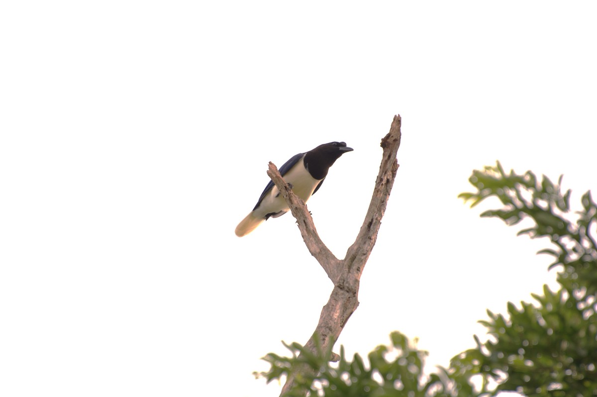 Curl-crested Jay - ML617265718