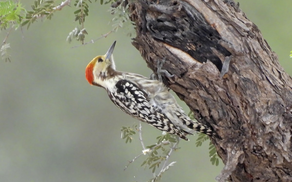 Yellow-crowned Woodpecker - ML617265798