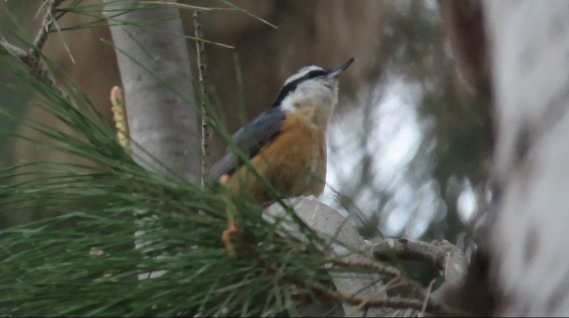 Red-breasted Nuthatch - ML617265839