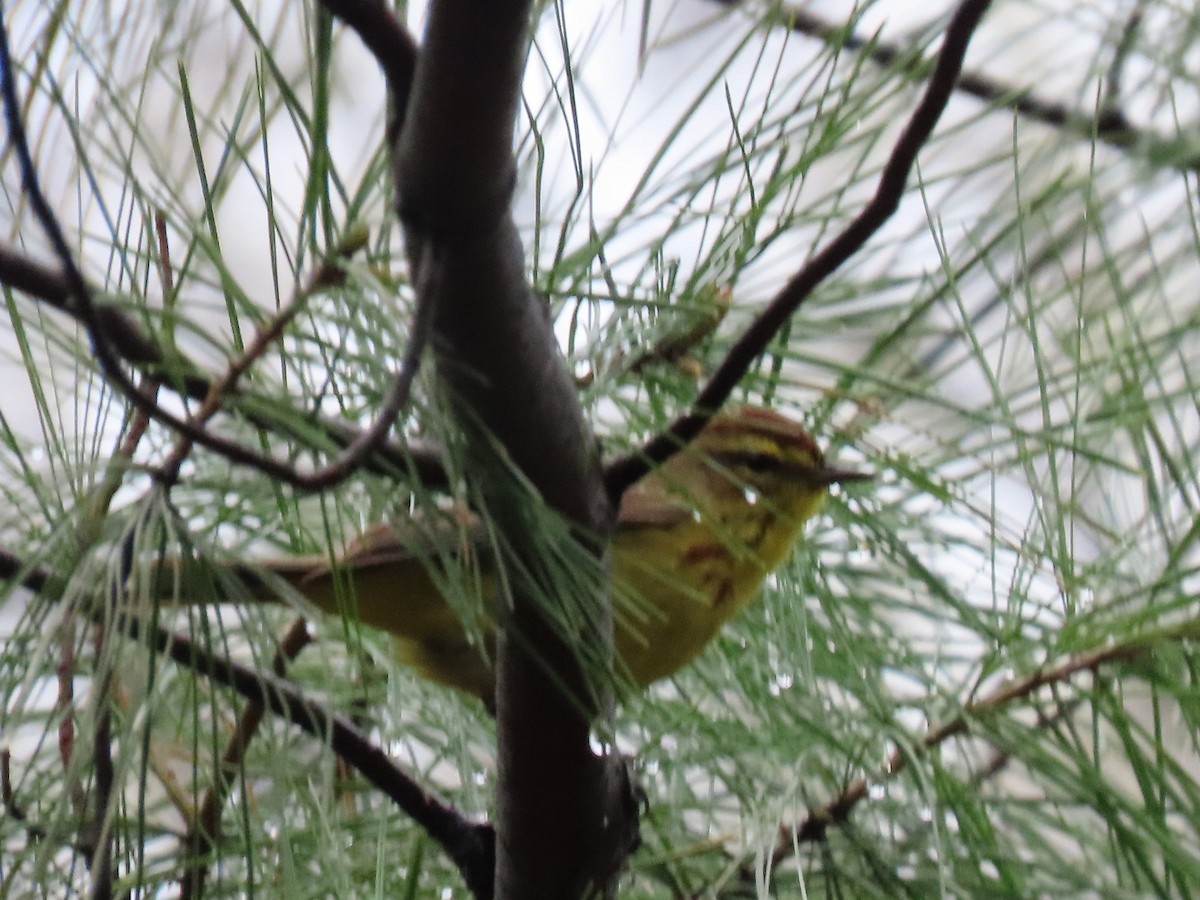 Palm Warbler - Joan Mashburn