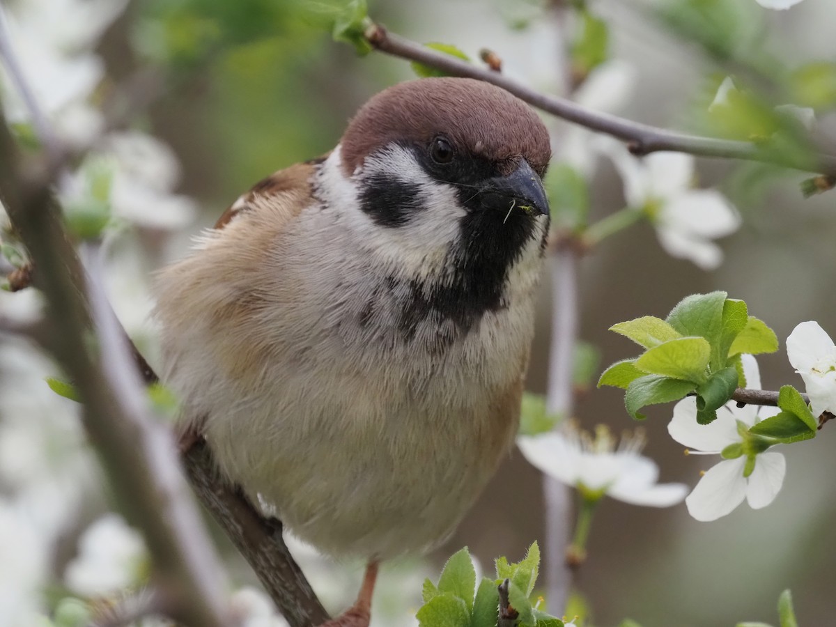 Eurasian Tree Sparrow - Kostyantyn Grinchenko