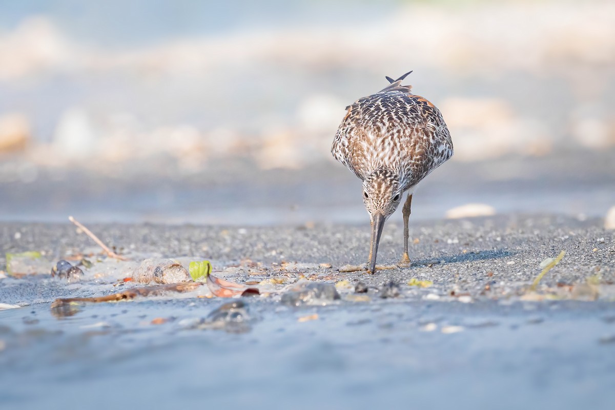 Great Knot - ML617266021
