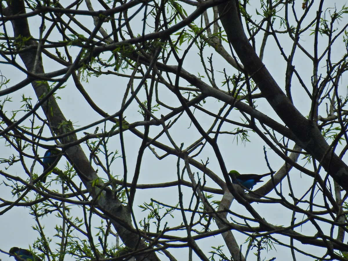Paradise Tanager - Raul Afonso Pommer-Barbosa - Amazon Birdwatching