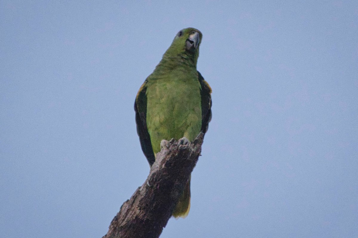 Scaly-naped Parrot - ML617266031