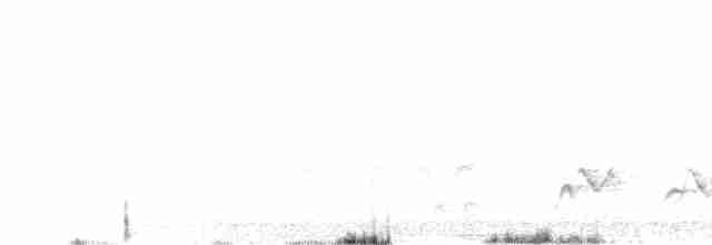 Rotsteiß-Spottdrossel - ML617266094