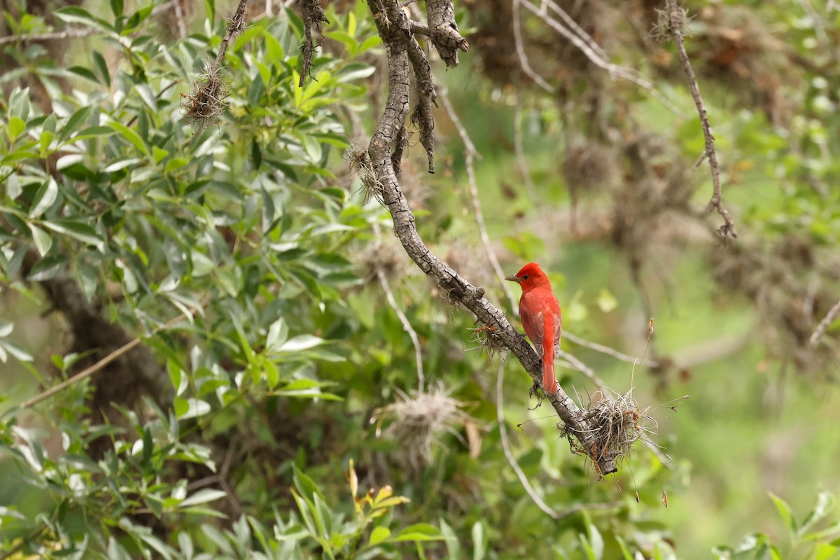 Summer Tanager - Brian Gibbons