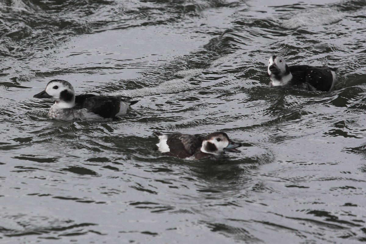 Long-tailed Duck - ML617266244