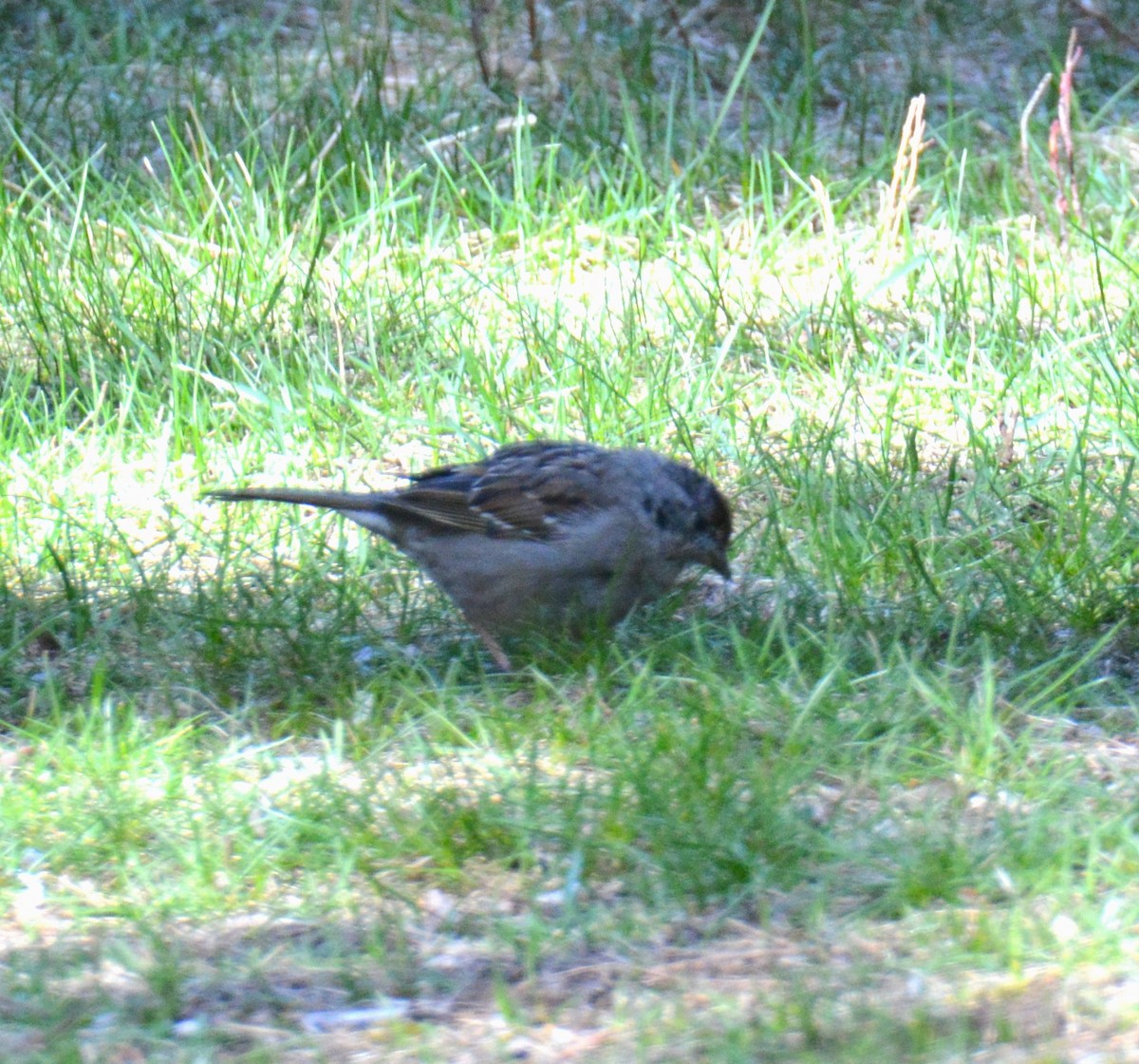 Golden-crowned Sparrow - ML617266267