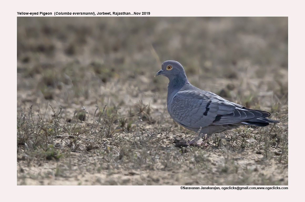 Pigeon d'Eversmann - ML617266375
