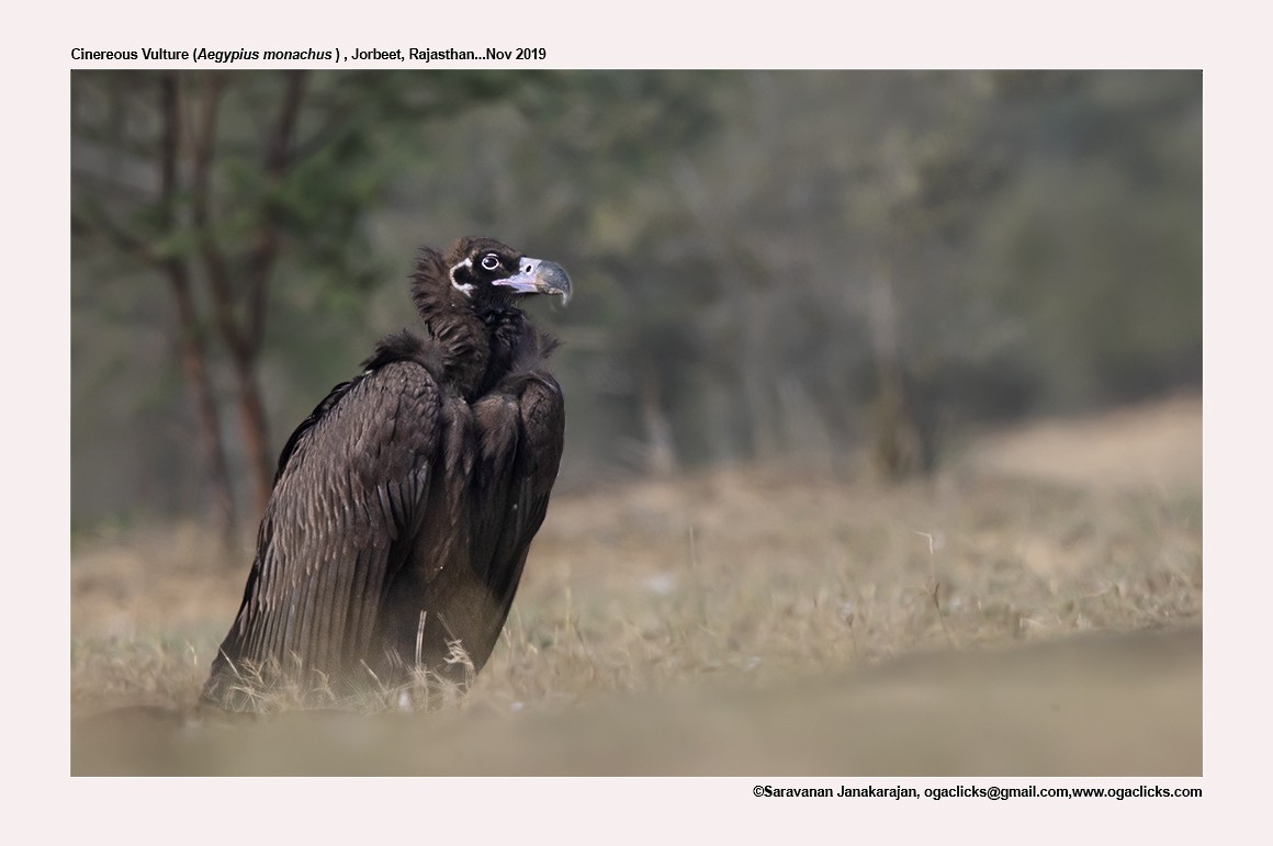 Cinereous Vulture - ML617266377