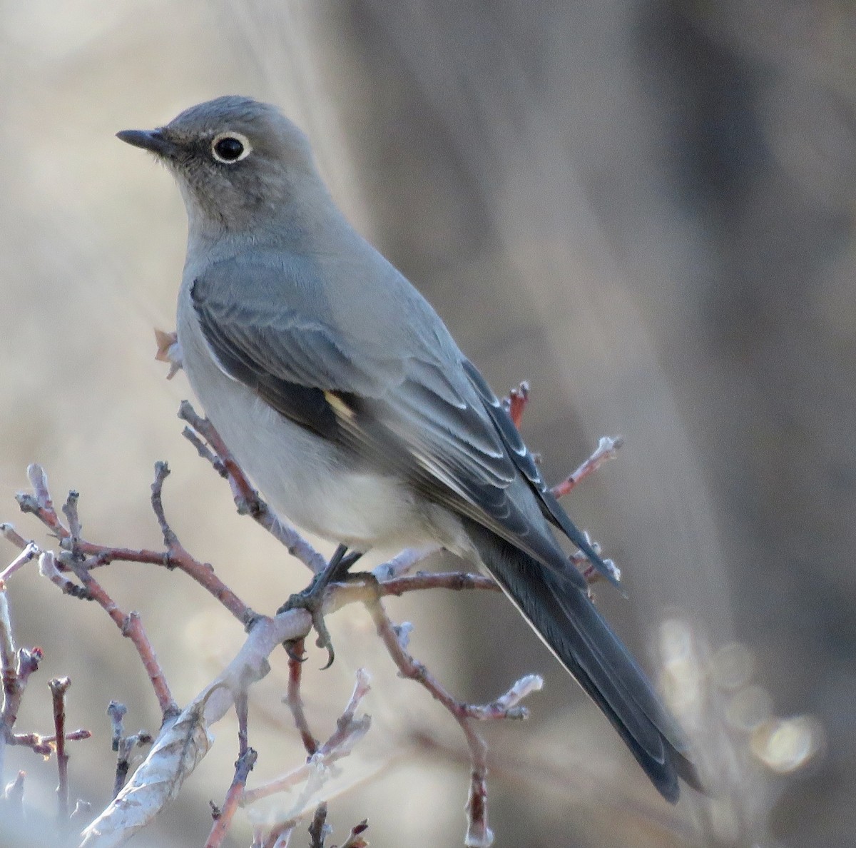 Townsend's Solitaire - Mark A. Brogie