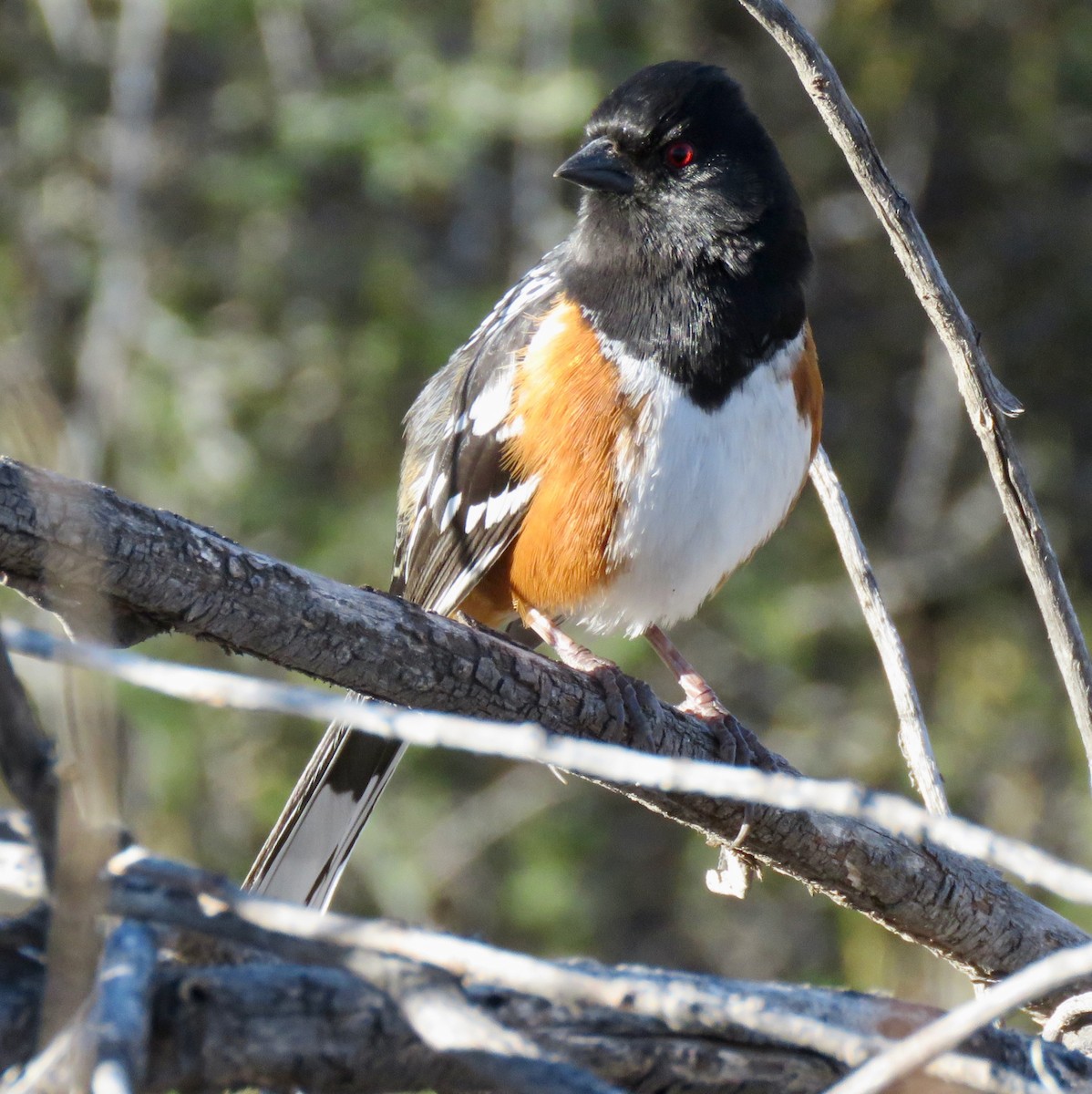 Spotted Towhee - ML617266462