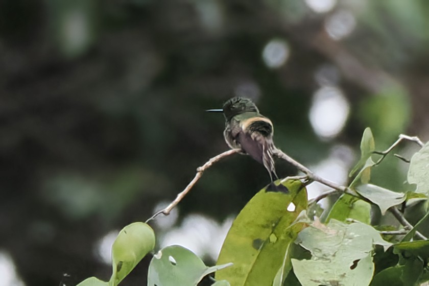 kolibřík pálkoocasý - ML617266546