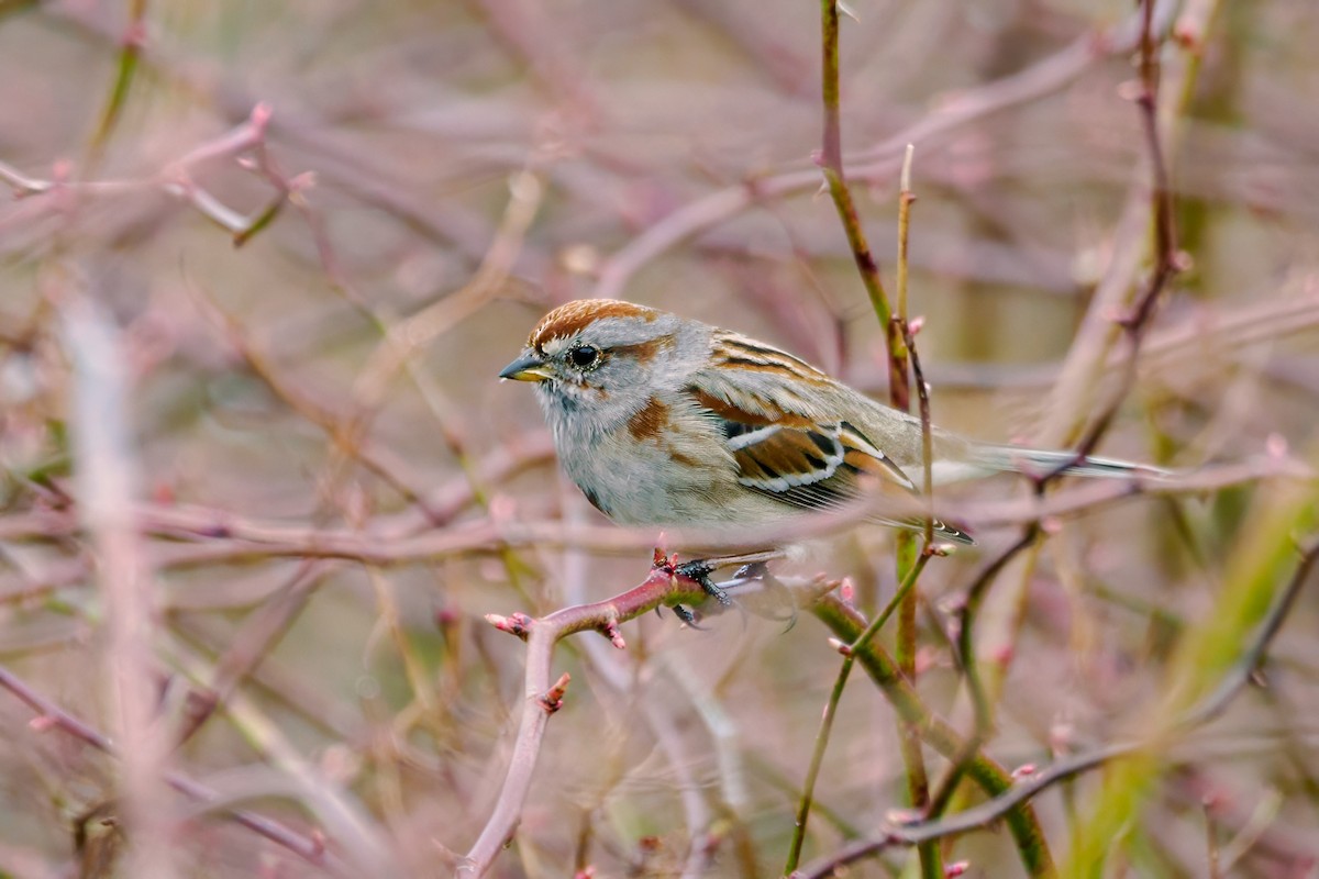 American Tree Sparrow - Richard Stern