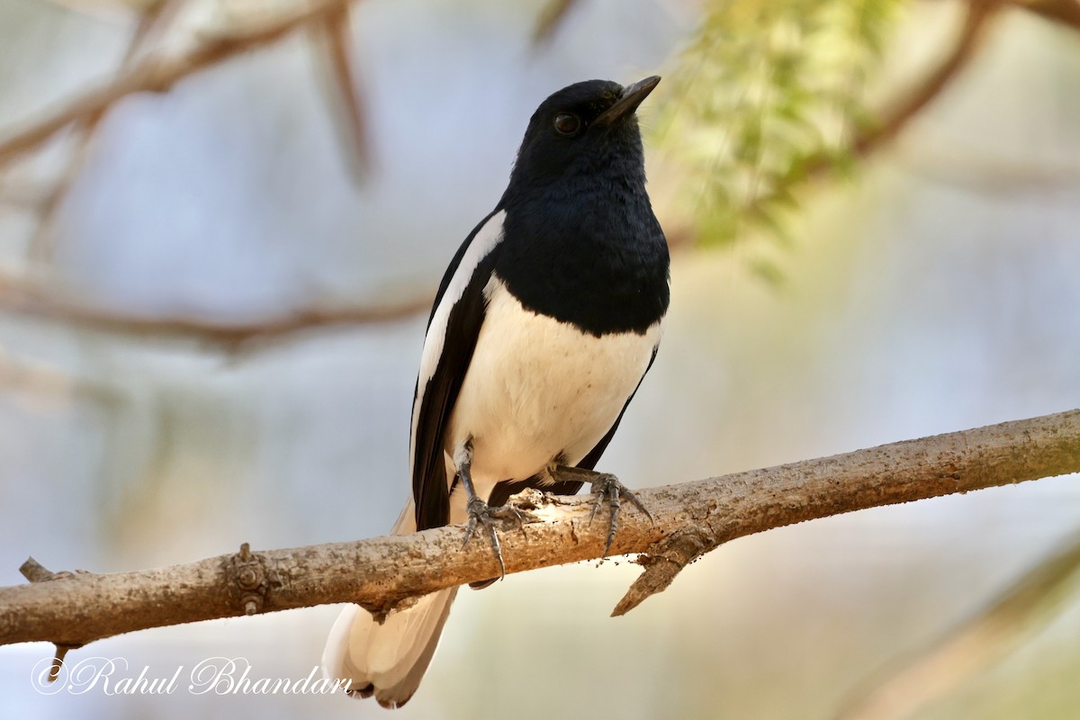 Oriental Magpie-Robin (Oriental) - Rahul Bhandari