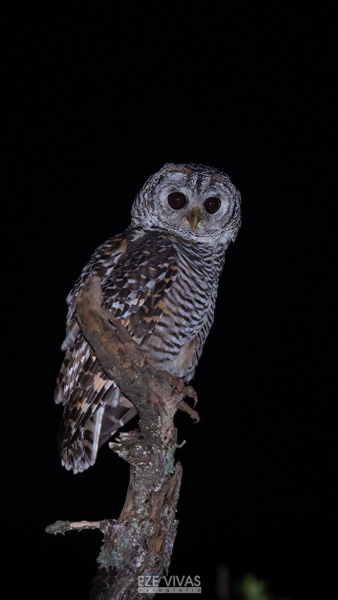 Chaco Owl - Ezequiel Vivas