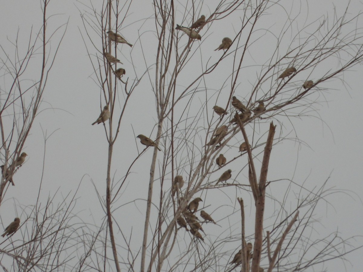 Yellow-throated Sparrow - Sarah Masoudi