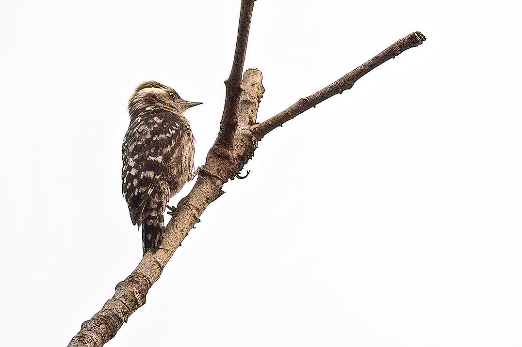 Brown-capped Pygmy Woodpecker - ML617267324
