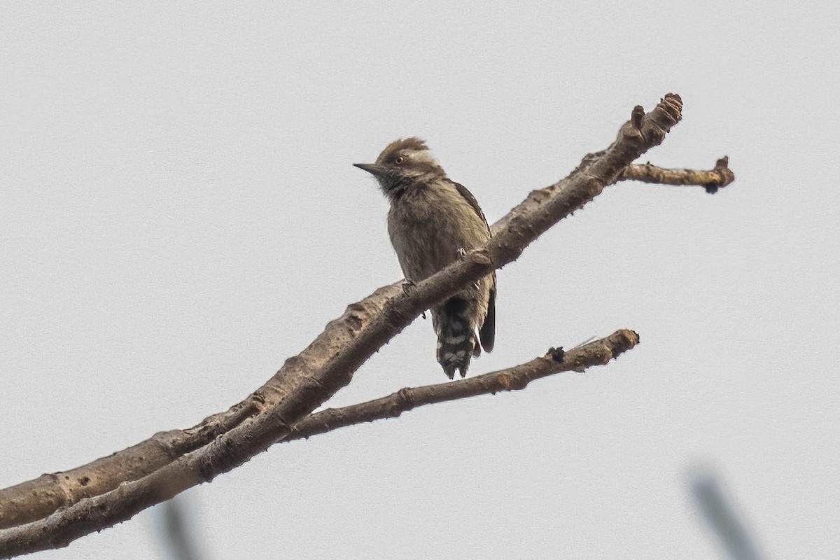Brown-capped Pygmy Woodpecker - ML617267325